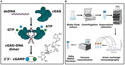 The efficient synthesis and purification of 2′3’- cGAMP from Escherichia coli